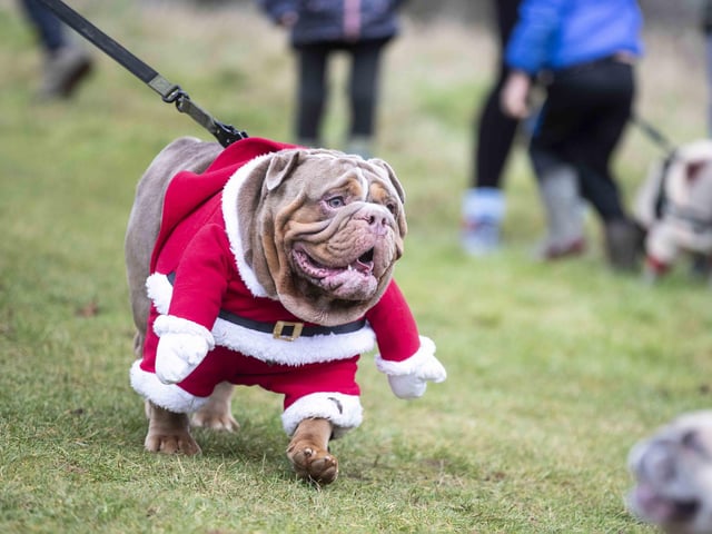 Nearly 100 French Bulldogs wore Christmas outfits for a festive walk at Hunsbury Hill Country Park on Sunday (December 17).