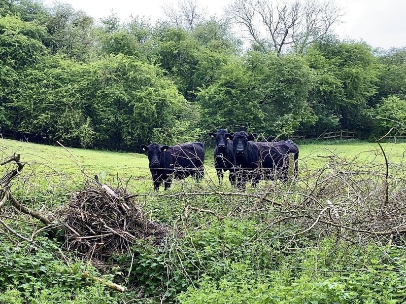 We travelled on the Grand Union Canal, enjoying the companionship of a peaceful herd of cows, dogs, ducks, and swans along the route.