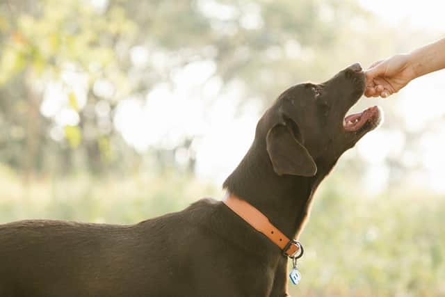 A 'danger list' of foods that could hurt your dog - credit Bone Idol Academy/ Animal News Agency 
