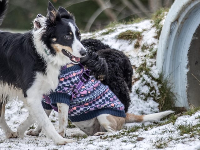 Teddy’s Dog Care, situated in Wootton, hosted a luxury Santa Paws Grotto experience for dogs on Saturday December 17, 2022.