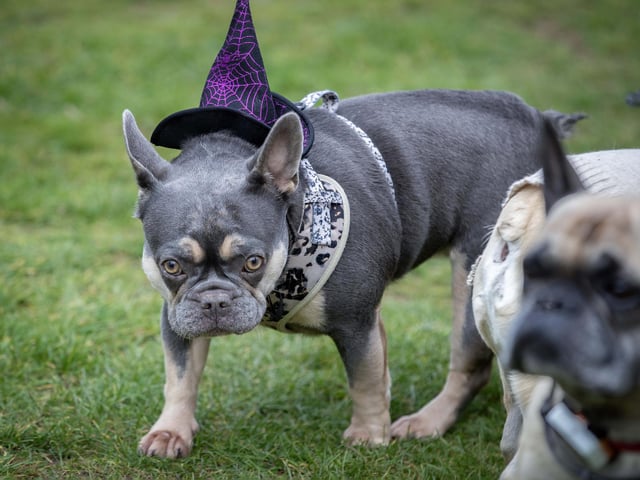 Owners and their pets met for the annual Halloween Walk for the annual event organised by the French Bulldog Meet and Walk Northampton group