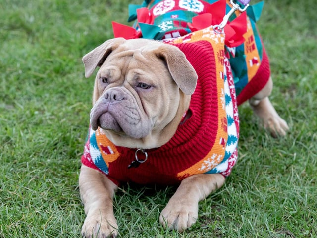 The popular event saw more than 100 dogs walked around Bradlaugh Fields in Northampton on Sunday (December 22).