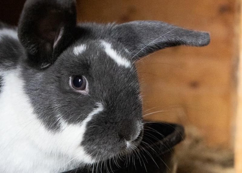 Animals In Need currently has more than 30 bunnies needing homes