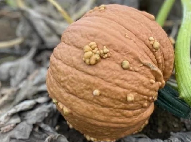 The Kislingbury pick your own pumpkin patch will open this weekend (Saturday October 7 and Sunday October 8).