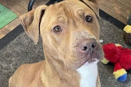 Trigger is a loving, loyal 2-year-old crossbreed. He can be nervous and is always seeking attention and reassurance. While he’s not overly interested in toys, he is food-motivated. Trigger is a quiet lad who needs a calm, experienced family to help him build confidence. With time and patience, he will blossom into your best friend.
