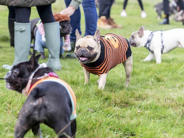 Around 60 French Bulldogs dressed up in spooky costumes for a special walk at Hunsbury Hill Country Park on Sunday (October 29).