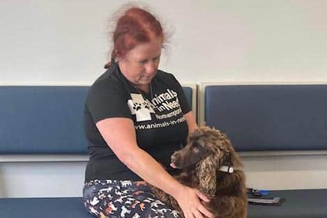 Annie Marriott with one of the dogs they are looking after at Animals In Need