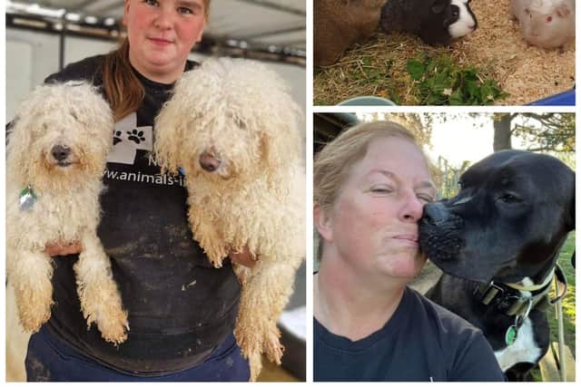 Animals In Need needs your help to re-home the animals in its care