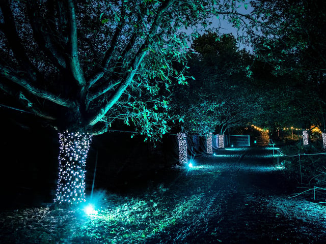 The Winter Light Trail at Delapre Abbey from November 18, 2022 to January 2, 2023.