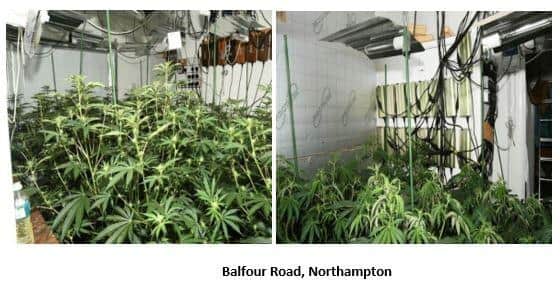 Cannabis seized from Balfour Road.