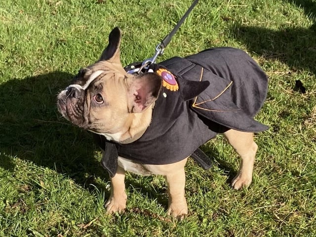 Around 50 French Bulldogs dressed up in Halloween outfits for a walk around Hunsbury Country Park over the weekend.