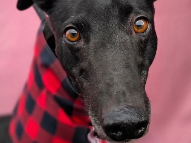 Roger is a Greyhound, six and half year old. The laziest ex-racer we've even known. Loves cuddles and treats.