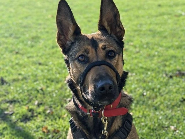 Pixie is a Cross Breed (possibly Mali mix), two years old. Pixie is a scared girl who needs a quiet calm home in a rural location away from busy roads. She is crate trained.