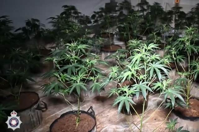 Police officers raided the property in Kingsley Park Terrace on Thursday morning (June 27), after they received community intelligence that drugs were potentially being grown inside. Photo: Northamptonshire Police.