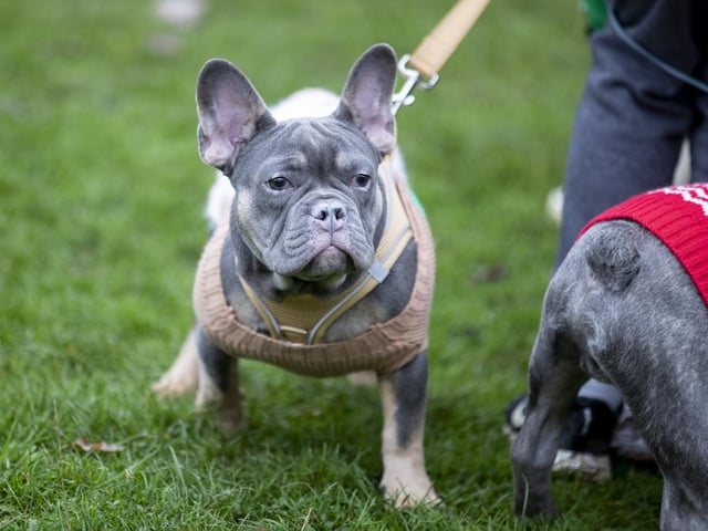 The French Bulldog Meet & Walk group’s Christmas walk at Hunsbury Hill Country Park on Sunday December 4, 2022.