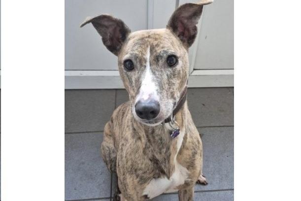 Cassie is a lovely pup looking for an active home. She should be fine to live with children over the age of 12 years and possibly another dog. She cannot live with cats or small furries.