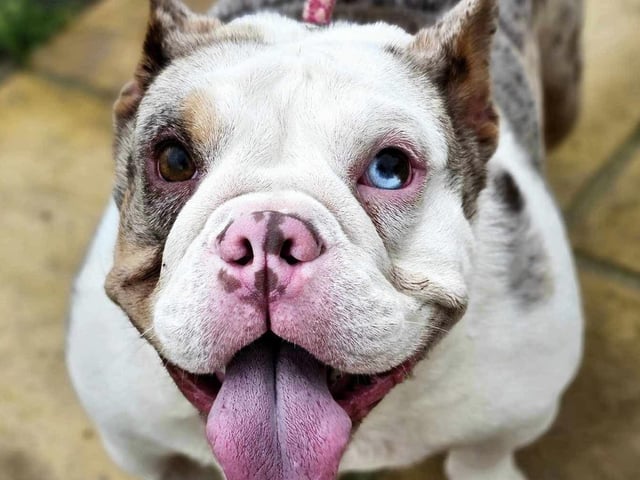 Baby is a stunning 18-month-old grey Merle bulldog lady. She is great with other dogs and lives to play and have cuddles. Baby came to us from a council pound two days before Christmas and would love to join her for ever family in the New Year.