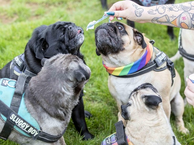 The Teddy’s Dog Care team took inspiration from Coachella festival and planned the pug equivalent, which they hope to offer annually and open up to all dog breeds.