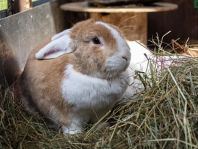 Annie said: "Harry & Pumpkin are a beautiful three year old neutered, bonded pair waiting patiently for a bunderful new home together! They are playful buns who are used to having access to a secure garden to explore."