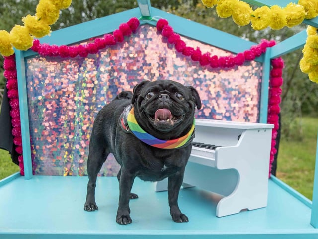The Teddy’s Dog Care team took inspiration from Coachella festival and planned the pug equivalent, which they hope to offer annually and open up to all dog breeds.