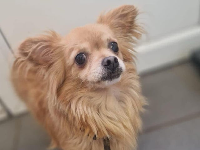 Princess, a chihuahua mix, is looking for a new home
