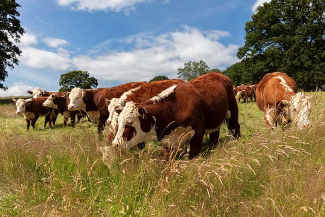 Cattle grazing the field