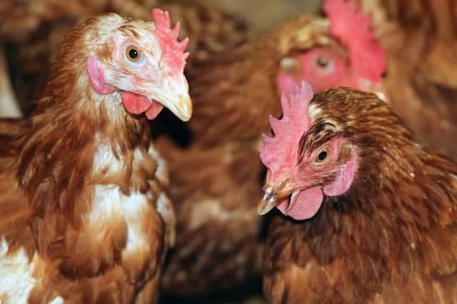 Bird keepers are being warned to be on alert for signs of avian flu after four cases were confirmed in Northamptonshire