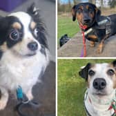 Could you re-home one of these dogs?