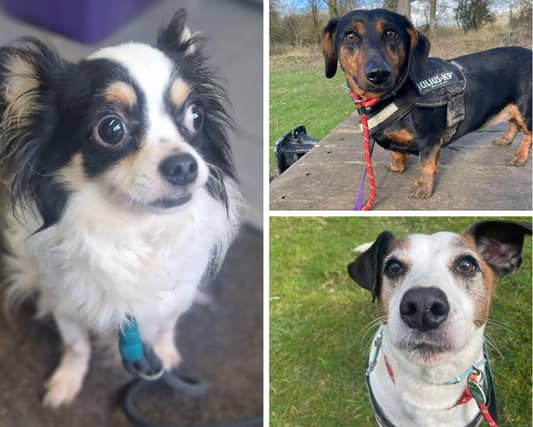 Could you re-home one of these dogs?