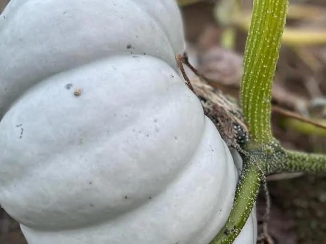 The Kislingbury pick your own pumpkin patch will open this weekend (Saturday October 7 and Sunday October 8).