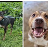 Six dogs that are looking for a forever home in Northamptonshire this week.