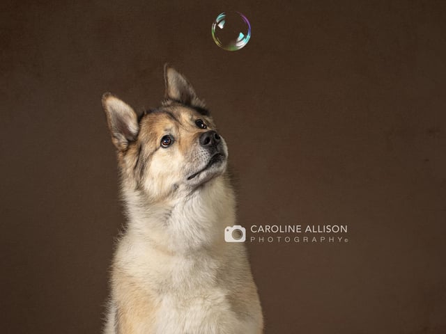 Kodi, an 11-year-old German Shepherd Husky mix and therapy dog, pictured by Caroline.