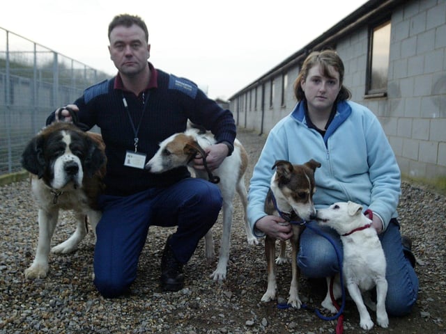 Dogs at Forest Lodge Kennels after being abandoned over the Christmas period. Pictured: Andy Cullinane, animal welfare officer for Northampton Borough Council and Sarah Kennedy, kennel maid at Forest Lodge Kennels, with four of the abandoned dogs, an unnamed St Bernard, Bernie, Sonny and Jeremy.