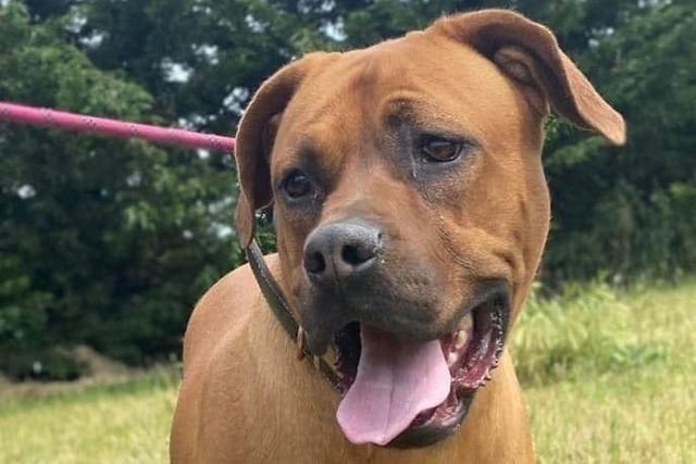 Annie said: "﻿Amigo is a young Ridgeback lad who needs a home experienced with the breed. He came to us from a coy like pound & has not had a great start in life. He’s a super anxious boy who needs a calm, understanding home."