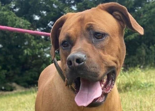 Annie said: "Amigo is a young Ridgeback lad who needs a home experienced with the breed. He came to us from a coy like pound & has not had a great start in life. He’s a super anxious boy who needs a calm, understanding home."