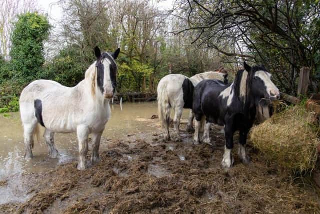 The stranded horses in Wellingborough