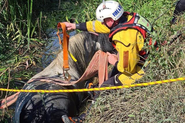 Watch Manager Mick Titcombe rescuing a horse from a ditch