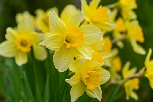 Northamptonshire will see a spring mix of sunshine and showers over the Easter bank holiday weekend.