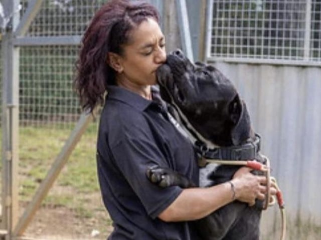 Annie said: "Parker is a huge very strong lad who loves snuggles. He came to us from a pound, he had been abandoned, left tied to a gate, emaciated! He is now in great shape, is house trained but gets bored easily and has a shoe fetish. An adult only home with no other animals would be perfect for this huge cuddly lad."