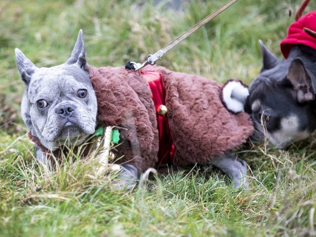 Nearly 100 French Bulldogs wore Christmas outfits for a festive walk at Hunsbury Hill Country Park on Sunday (December 17).