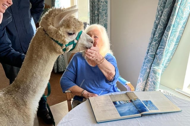 Malibu, Coco and Aurora the alpacas, from Easton Way Farm visited residents at Collingtree Park Care Home on Thursday, January 19.