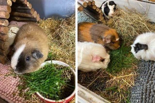 Debbie Postles, the sanctuary’s director and trustee, first set it up in 2011 after sharing the journey of her own guinea pig, Poppet, gained traction on social media.