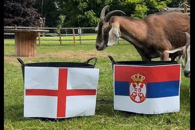 'Ronaldo' the goat at Wicksteed Park/Wicksteed Park