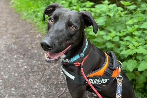 Annie said: "Bob is a super friendly, incredibly clever and active one year old Lurcher lad. He needs a hold with children aged 13+ as he is so boisterous. Needs a secure garden to burn off his crazy energy! He is fine out walking with other dogs but has a high prey drive so no smaller furries."