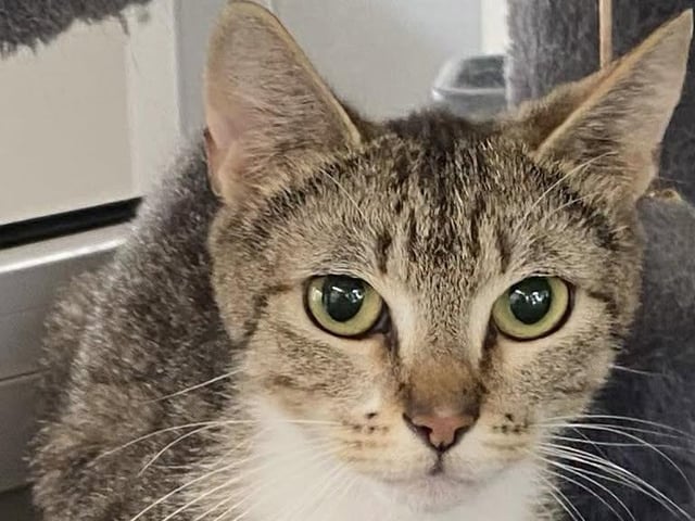 One of the cats in need of a new home