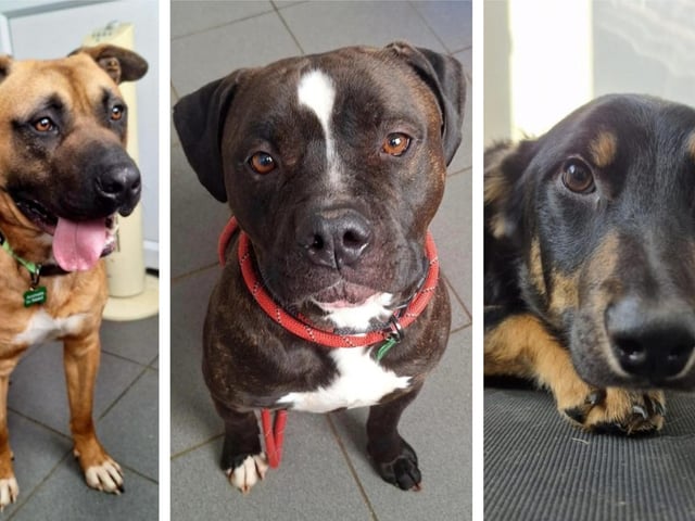 Ten rescue dogs looking for forever homes this week