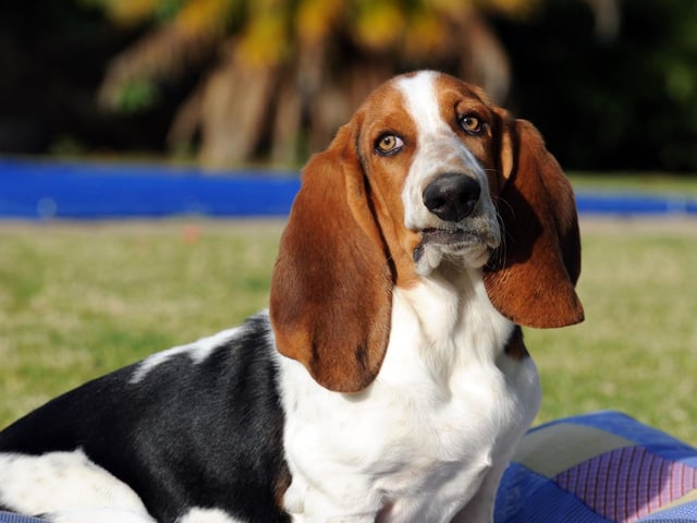 Yet another dog bred to ignore everything else to follow a scent, it's not the basset Hound's fault that this skill comes at an intellectual cost. They can also be incredibly difficult to house train.