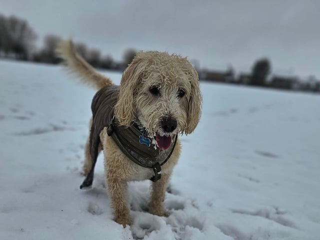 Chester enjoying his trip to the park.