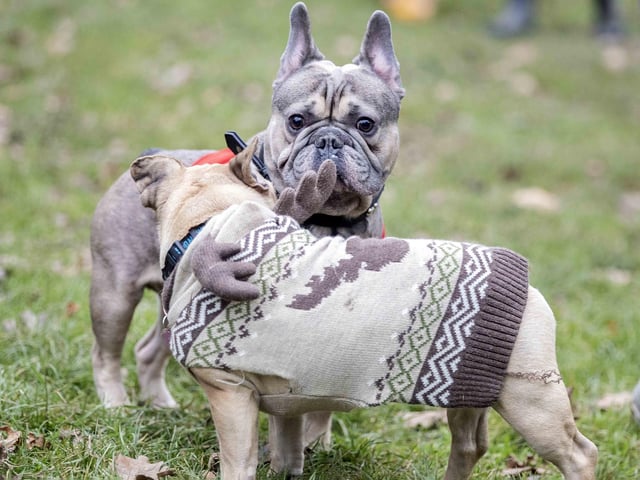 Nearly 100 French Bulldogs wore Christmas outfits for a festive walk at Hunsbury Hill Country Park on Sunday (December 17).