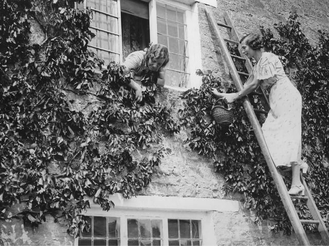 Two women harvesting apricots at their house facade. Aynho near Banbury. 8th August 1935. Photograph. (Photo by Imagno/Getty Images)